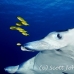 ray_manta_h_00004_yap0169.jpg